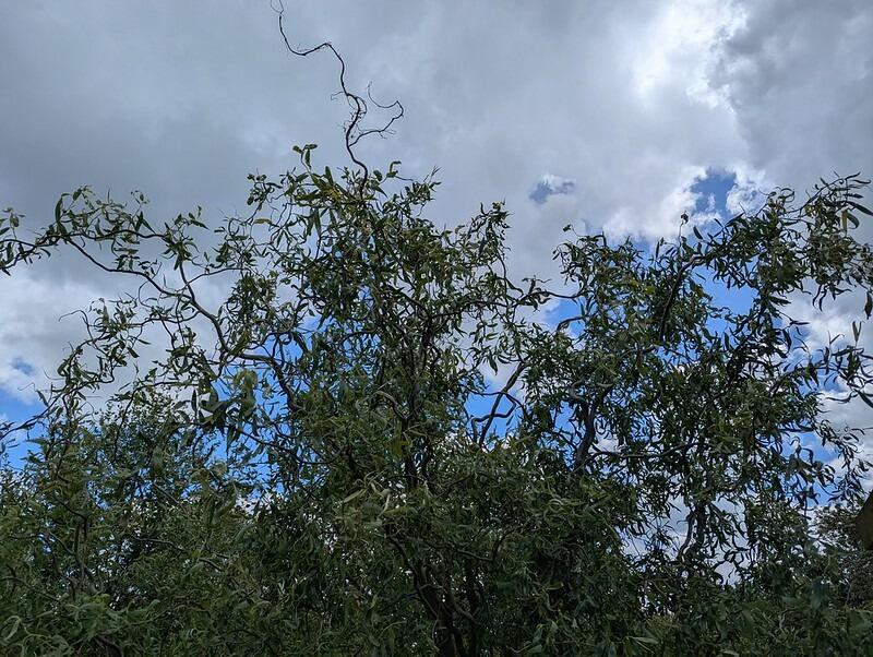 Salix x sepulcralis 'Dart's Snake' (Dart's Snake Willow)