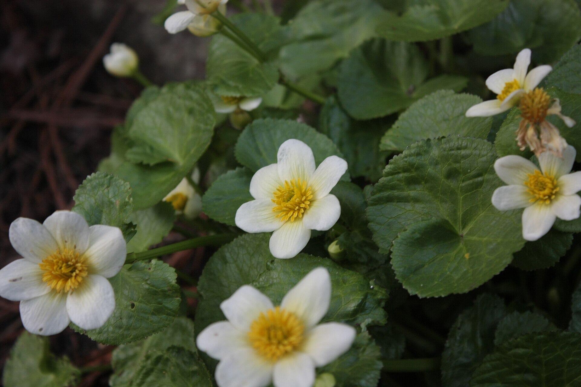 Caltha palustris 'Alba' (White Marsh Marigold)
