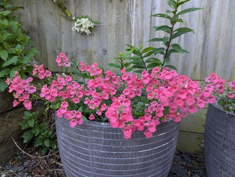 Diascia 'Little Dreamer'