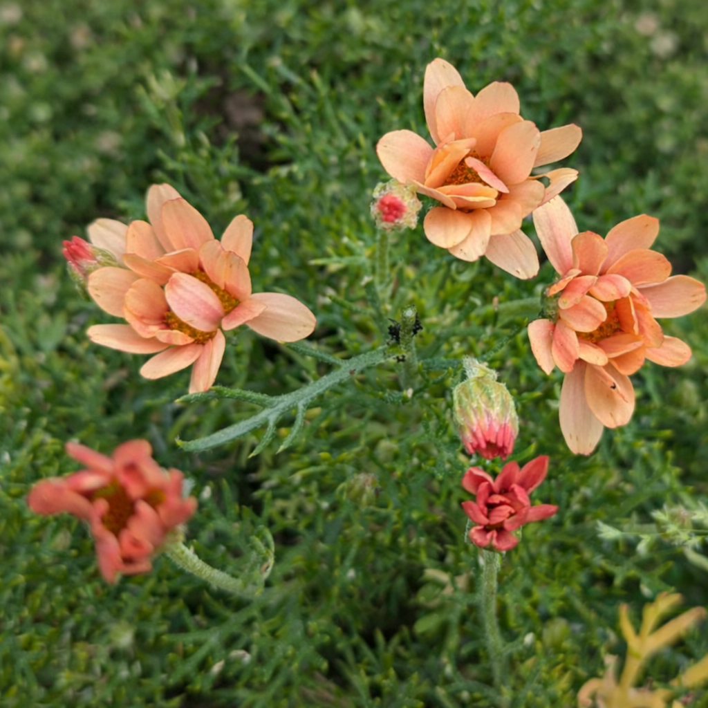 Rhodanthemum hosmariense 'Apricot' (Moroccan Daisy)