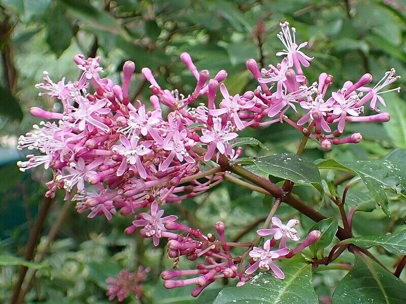 The Tree Fuchsia
