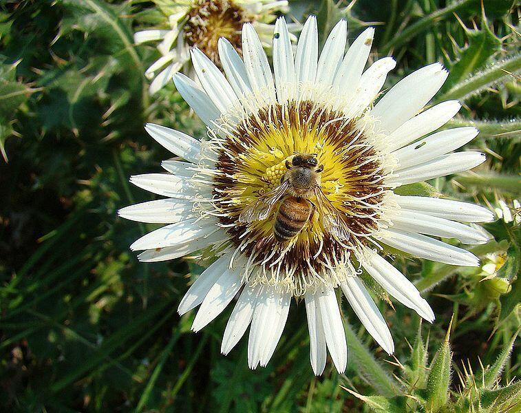 The Silver Thistle