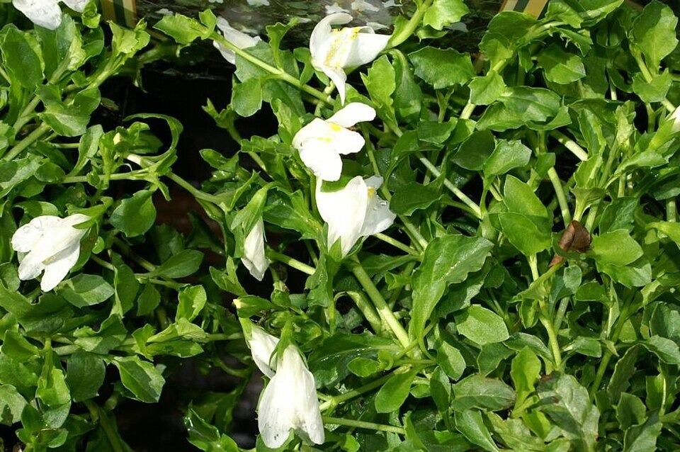 Mazus reptans 'Alba' (White Chinese Marshflower)