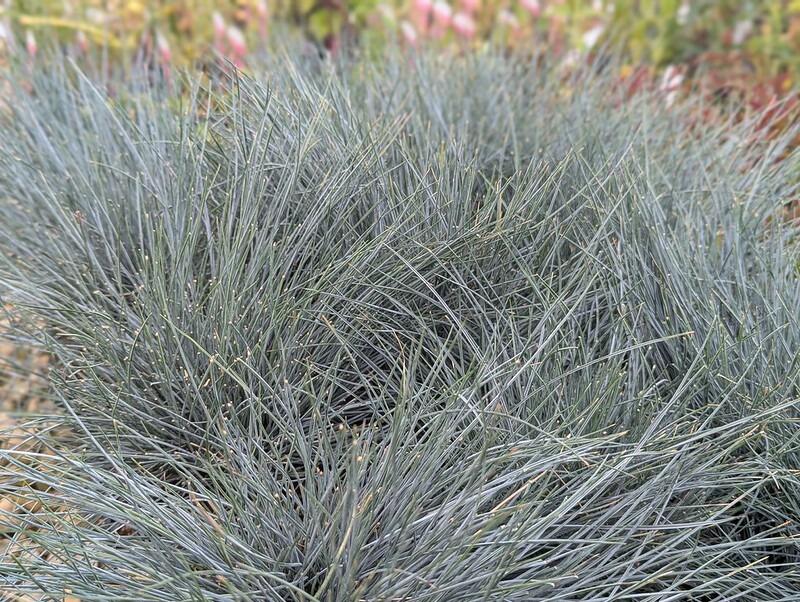 Festuca glauca 'Azurit'
