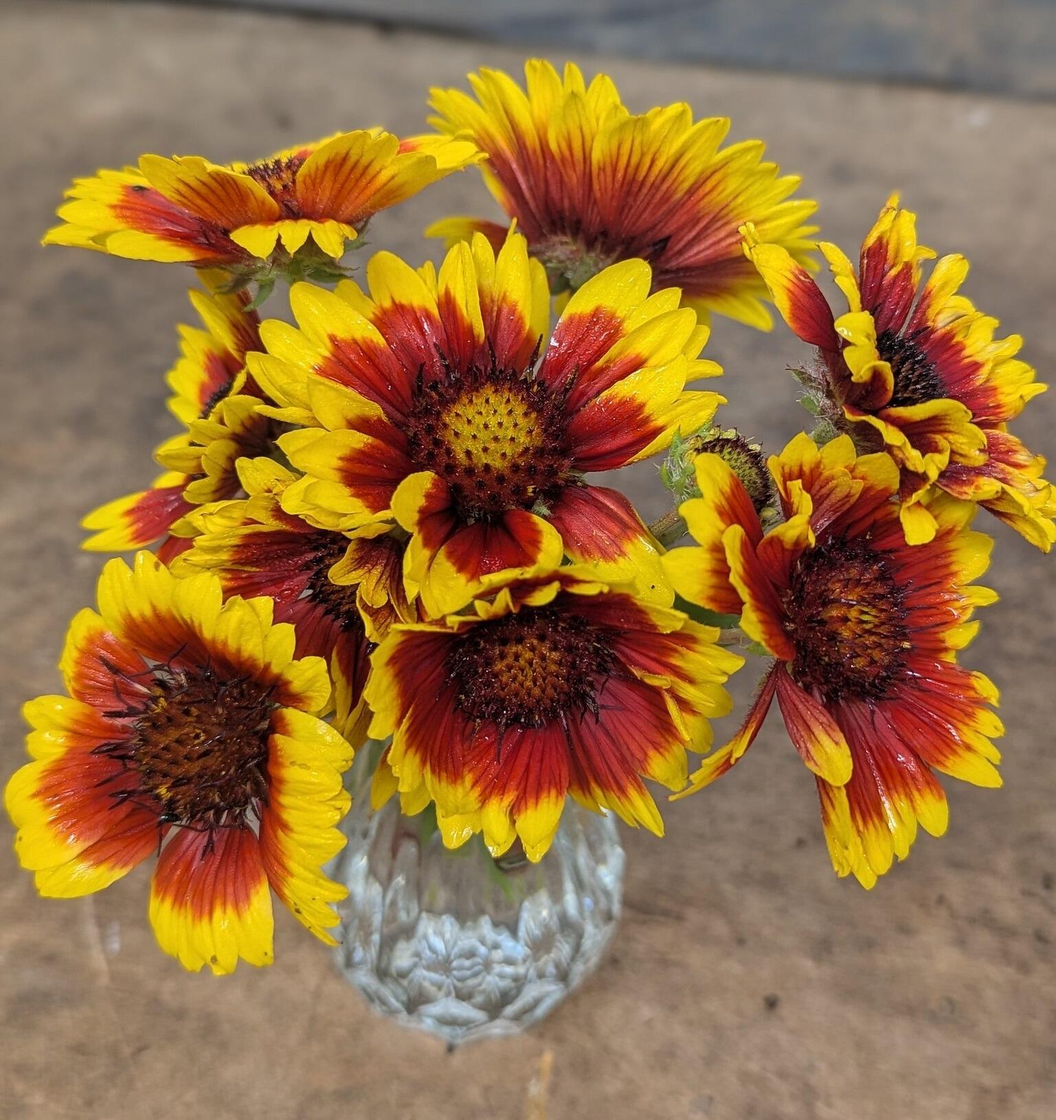 Gaillardia × grandiflora 'Arizona Sun' (Blanket Flower)