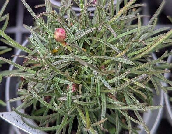 Armeria maritima 'In the Red' (Thrift)