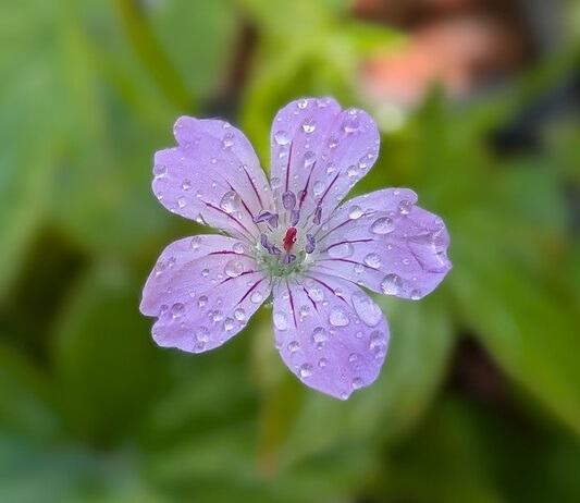 Geranium nodosum (Knotted Cranesbill)