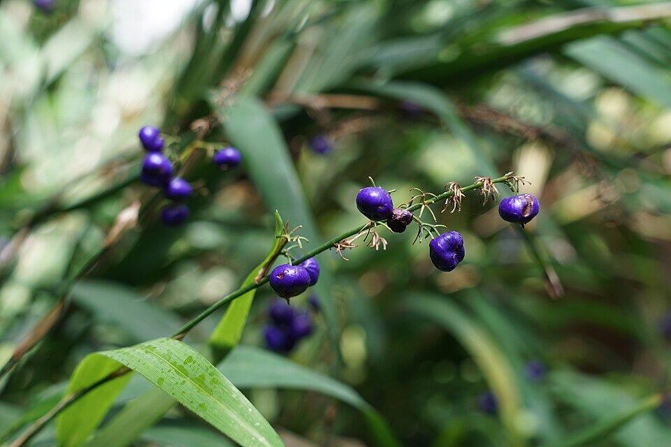 Dianella caerulea 'Cassa Blue' (Flax Lily)
