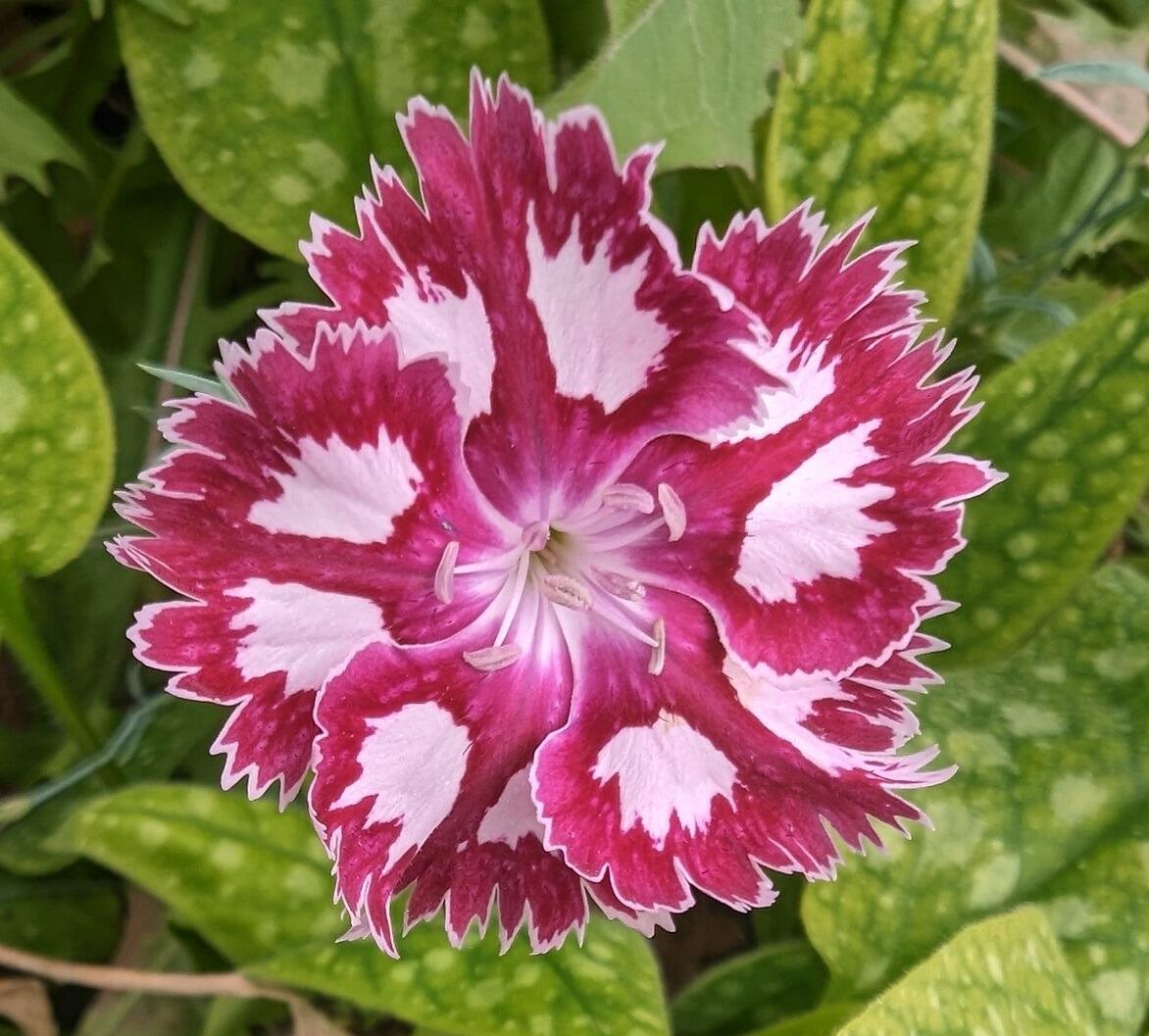 Dianthus 'Allspice'