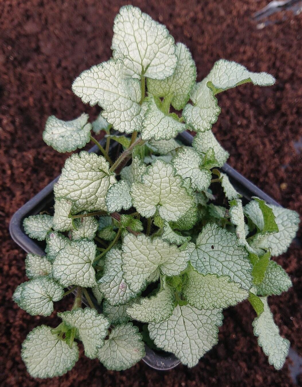 Lamium maculatum ‘Beacon Silver’