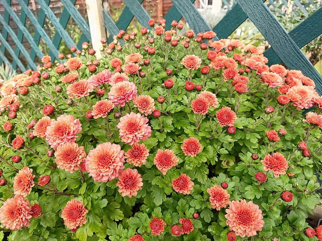 Heritage Plants