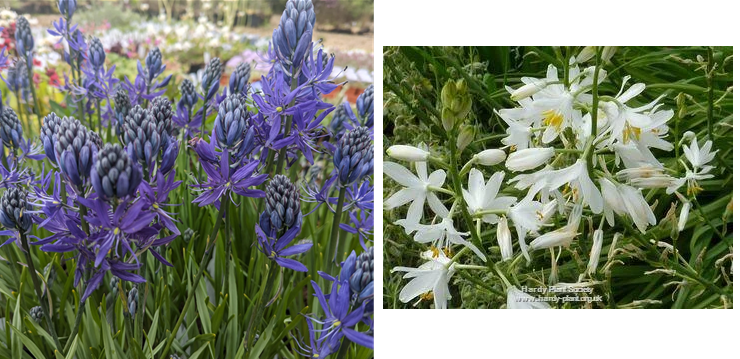Camassia