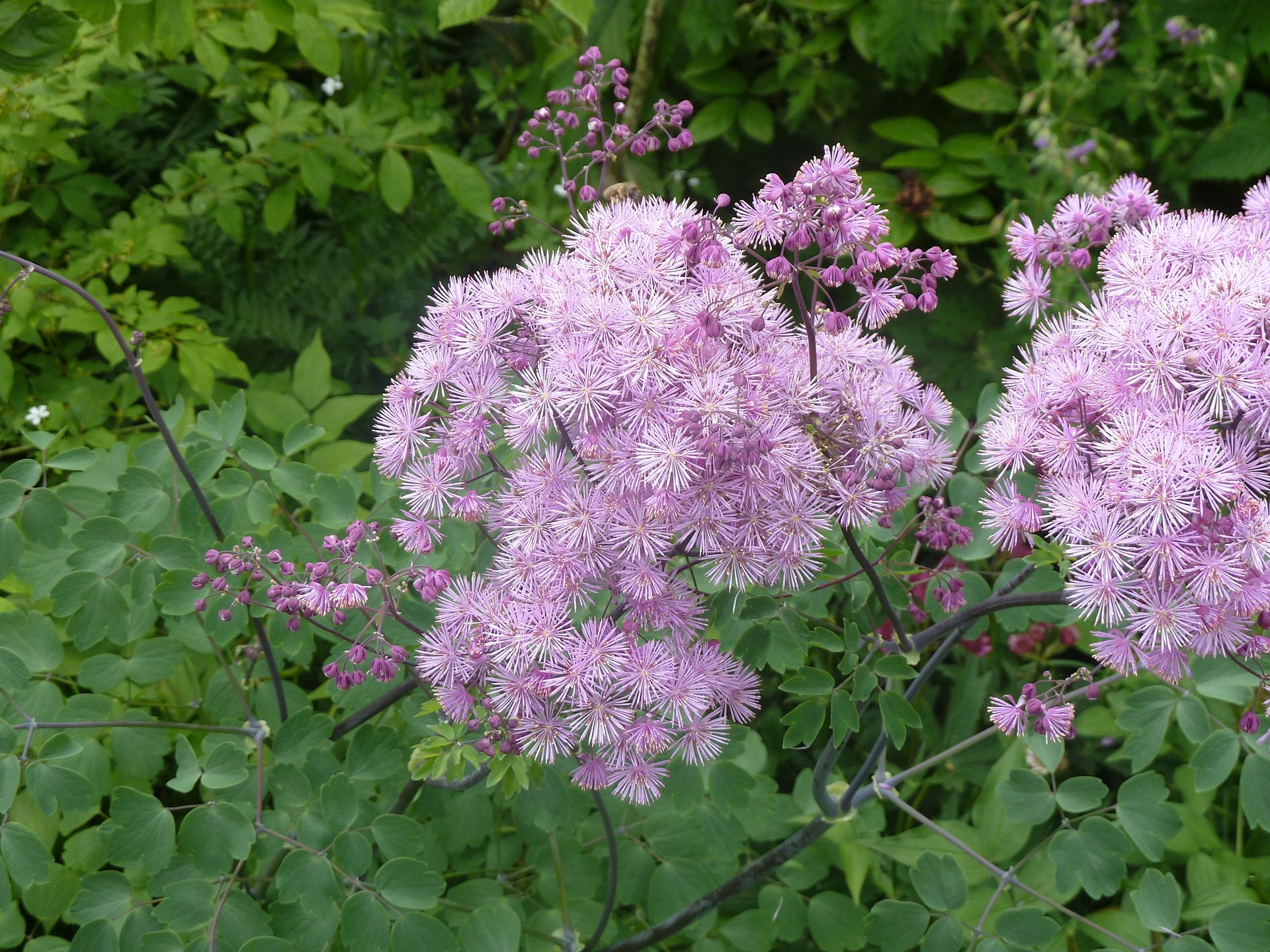 Thalictrum  aquilegifolium ‘Thundercloud’