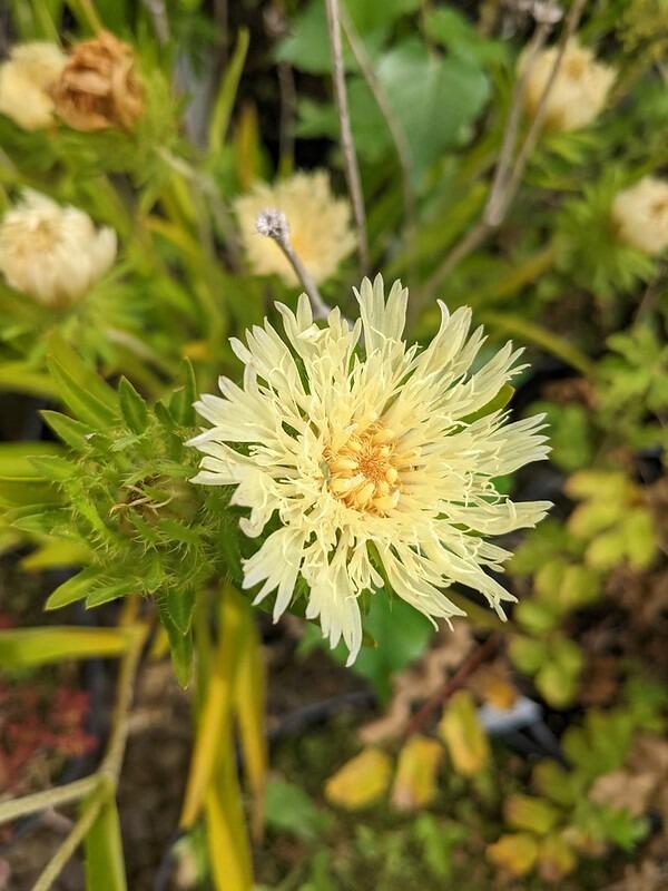 Stokesia laevis 'Mary Gregory'