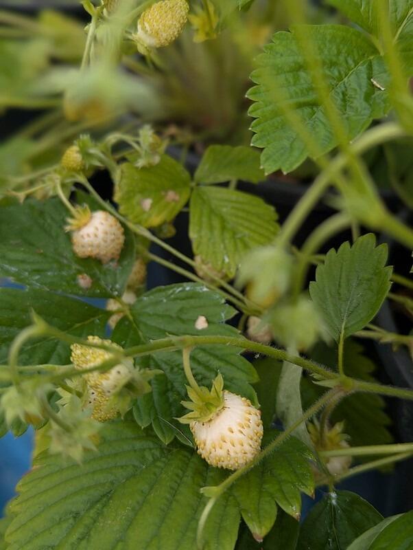 Fragaria vesca 'White Delight' (White Strawberry)