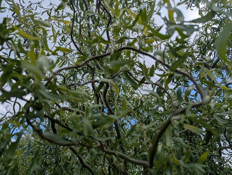 Salix x sepulcralis 'Dart's Snake' (Dart's Snake Willow)