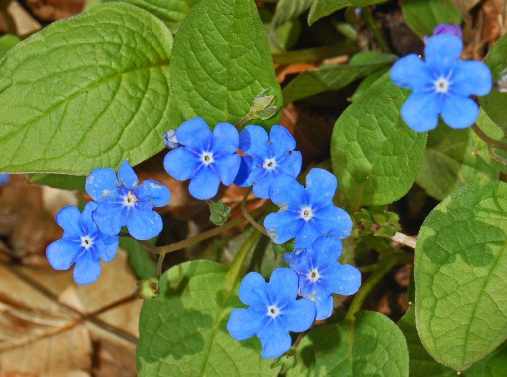 Omphalodes verna (Creeping Forget-me-not)