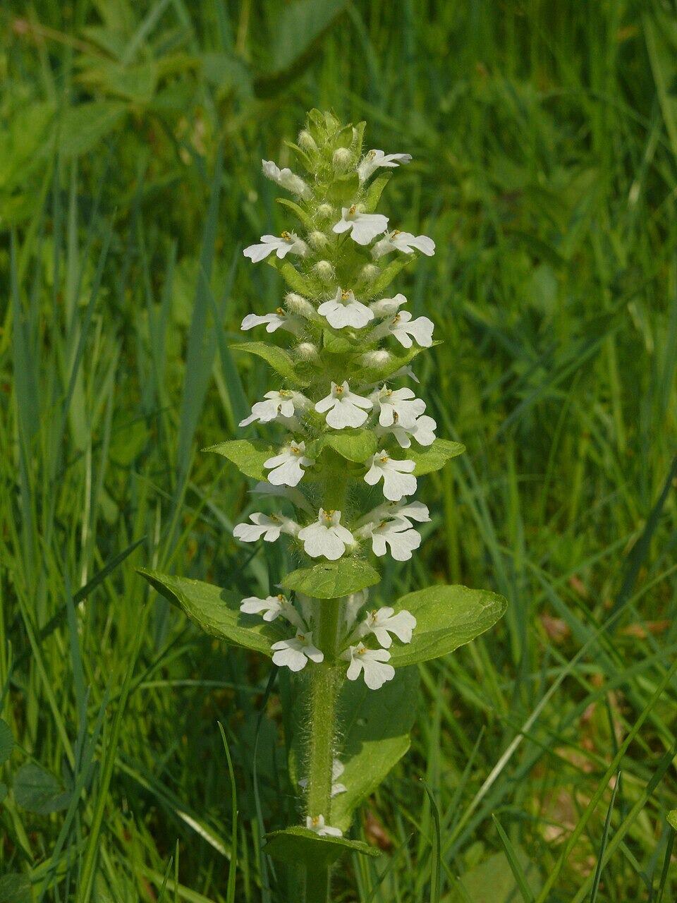 Ajuga reptans 'Alba' (White Bugle)