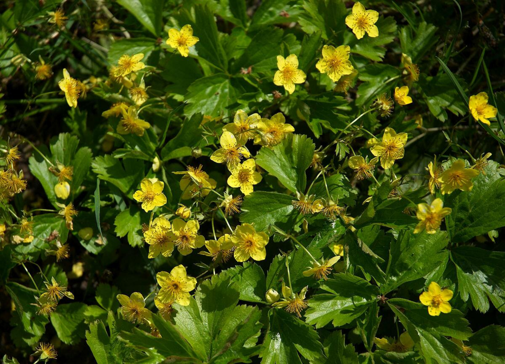 A Ground-Cover for Shade