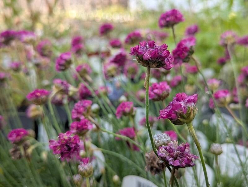 Armeria maritima 'In the Red' (Thrift)