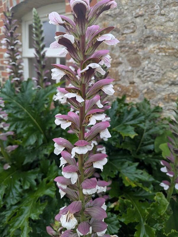 Acanthus mollis (Bear's breeches)