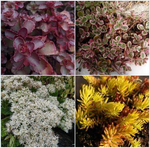 Sedums for dry gardens