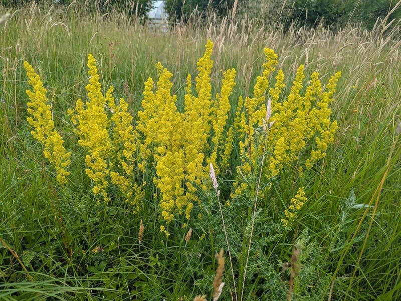 Galium verum (Lady's Bedstraw)