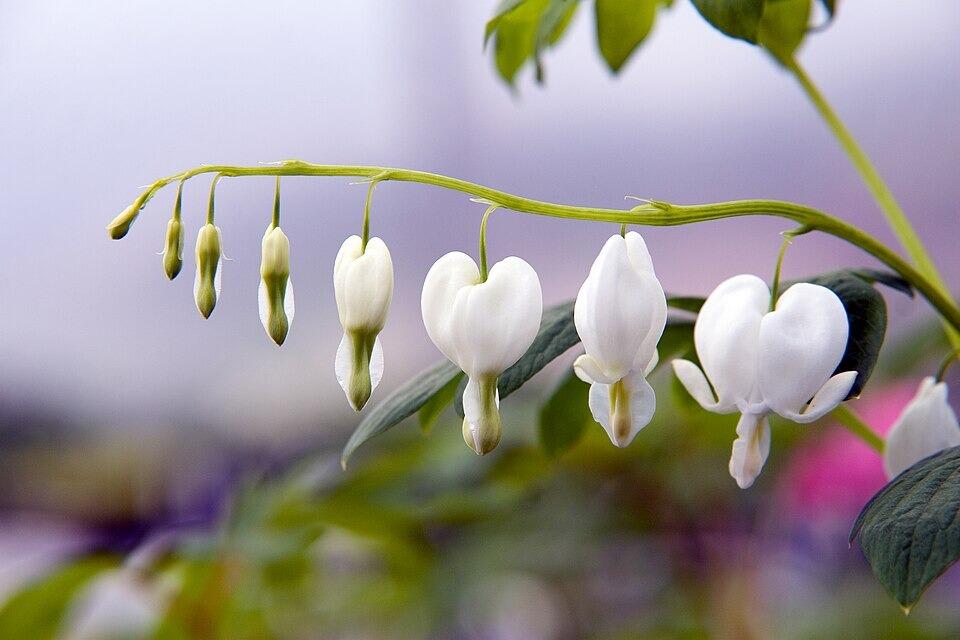 Dicentra spectabilis 'Alba' (White Bleeding Heart)