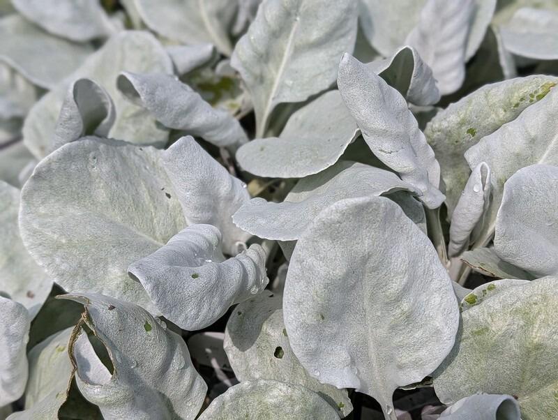 Senecio candidans 'Angel Wings'