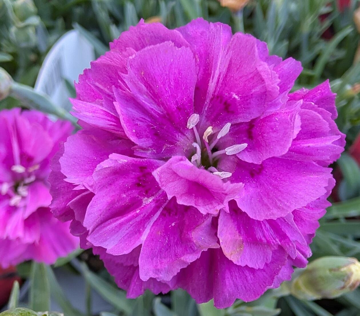 Dianthus 'Purple Emperor'