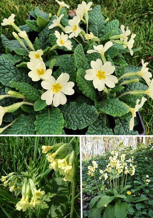 Native Primula Collection