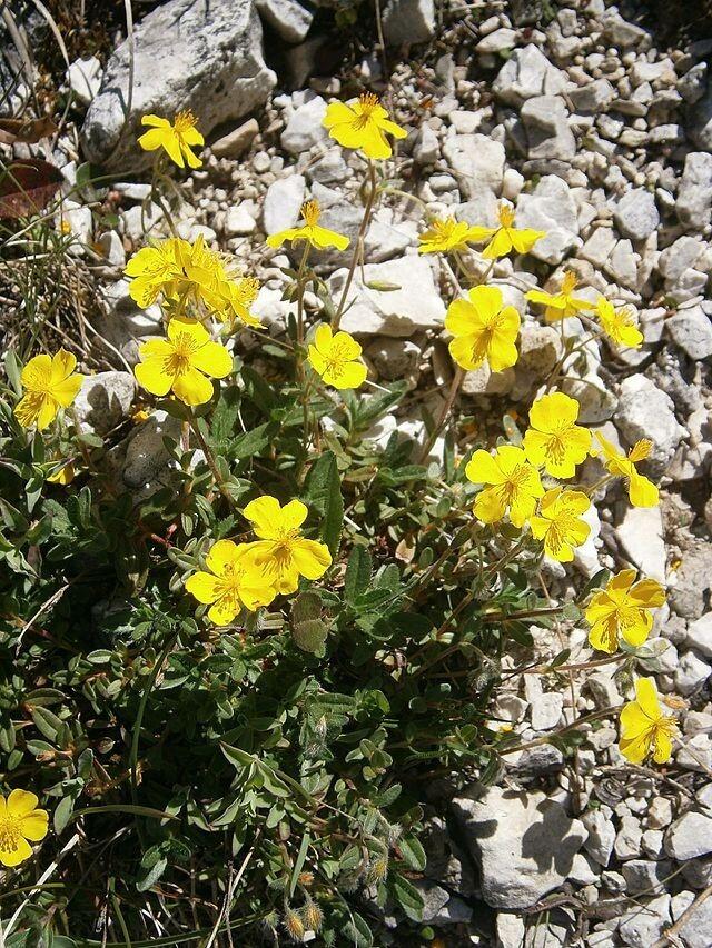Helianthemum 'Wisley Primrose'