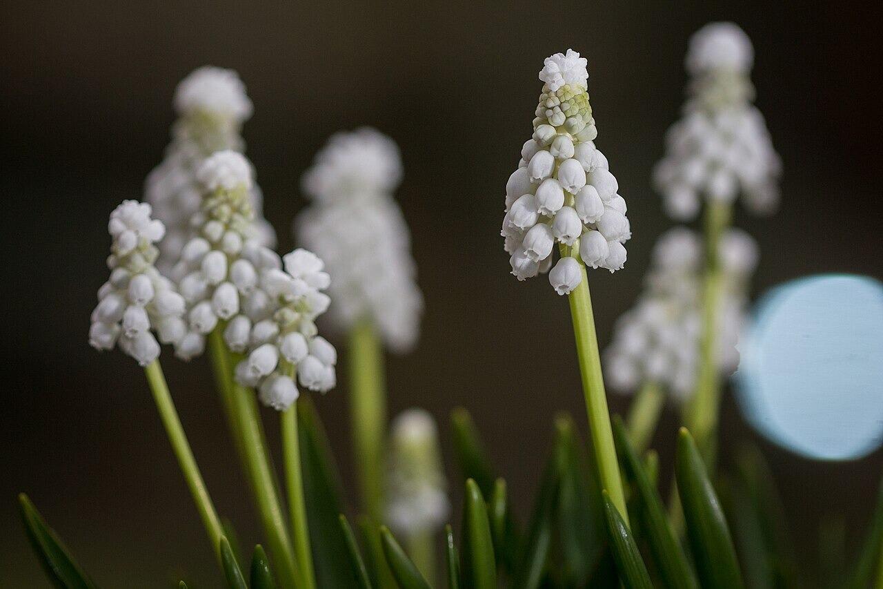 White Grape Hyacinth