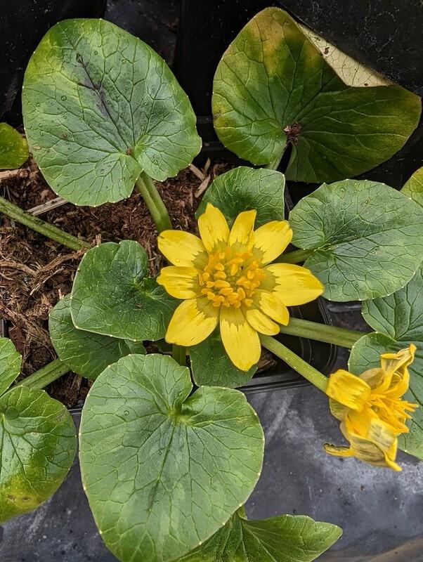 Ficaria verna subsp. chrysocephala (Large Celandine)