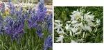 Camassia (White Hyacinth) Duo - Two Plants