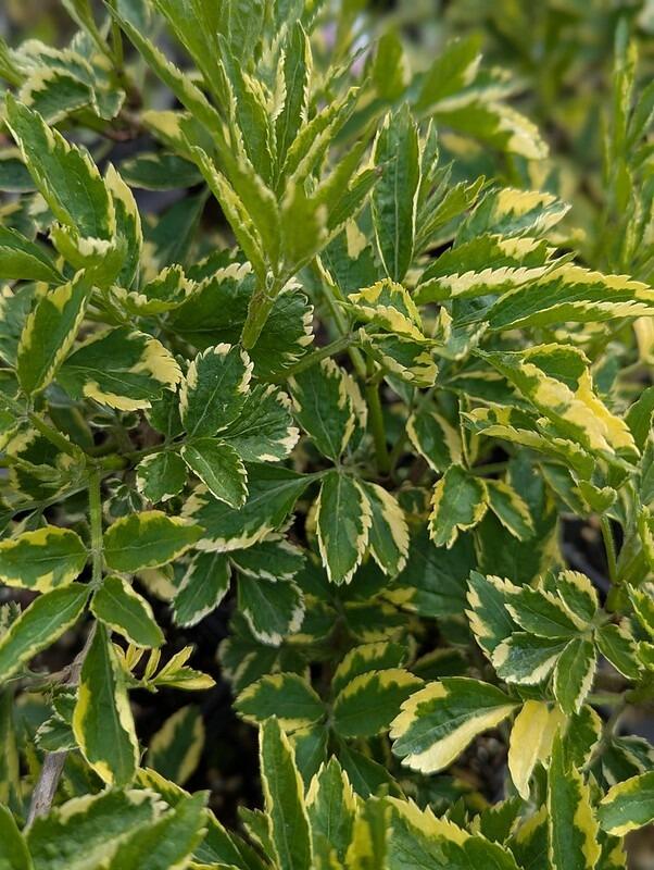 wiesenmischung saatgut Wildblumenwiese Saatgut 100g – Vom Reiter main image 1
