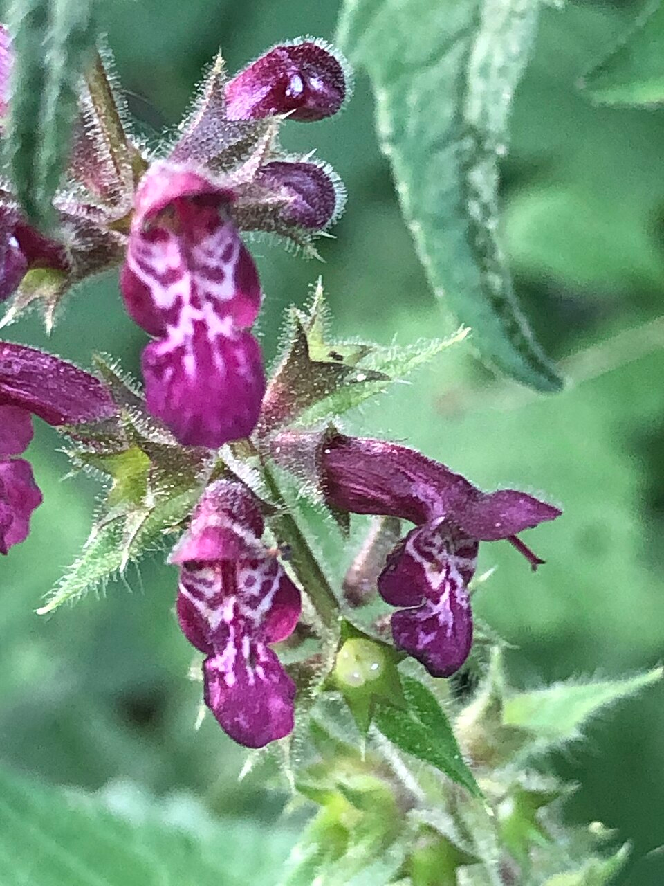 Stachys sylvatica (Hedge Woundwort)