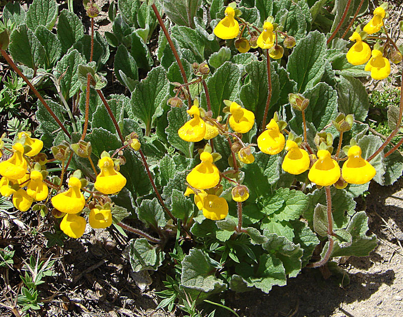 Calceolaria biflora