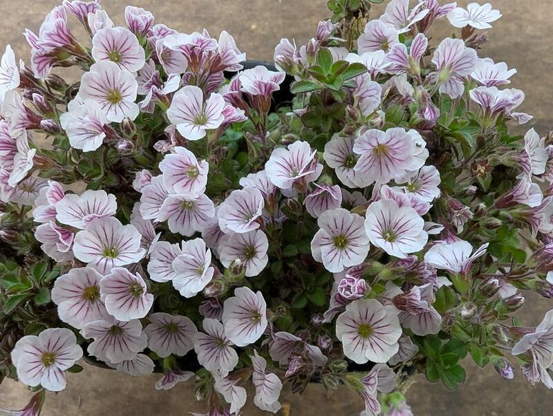 Gypsophila cerastioides (Mouse-eared Gypsophila)
