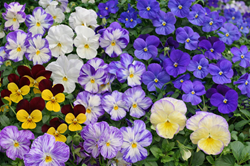 Perennial Viola Collection (six plants)