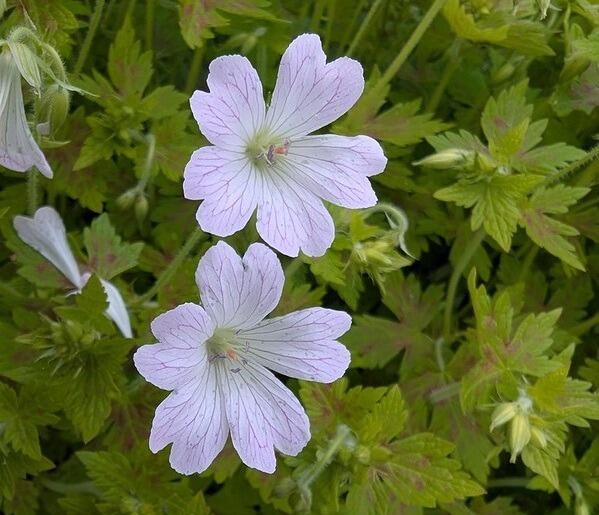 Geranium x oxanianum 'Katherine Adele'