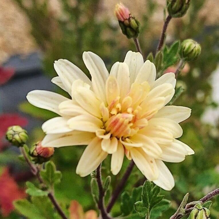 An old Hardy Chrysanthemum