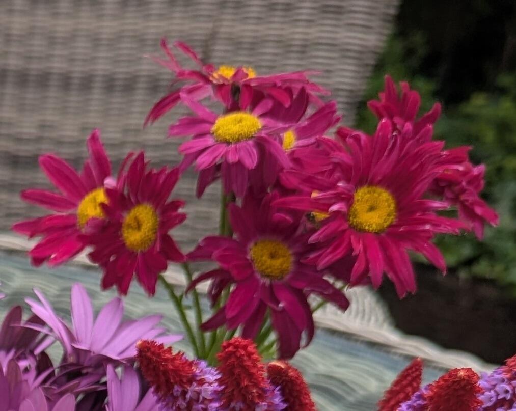 Tanacetum coccineum 'Robinson's Red'
