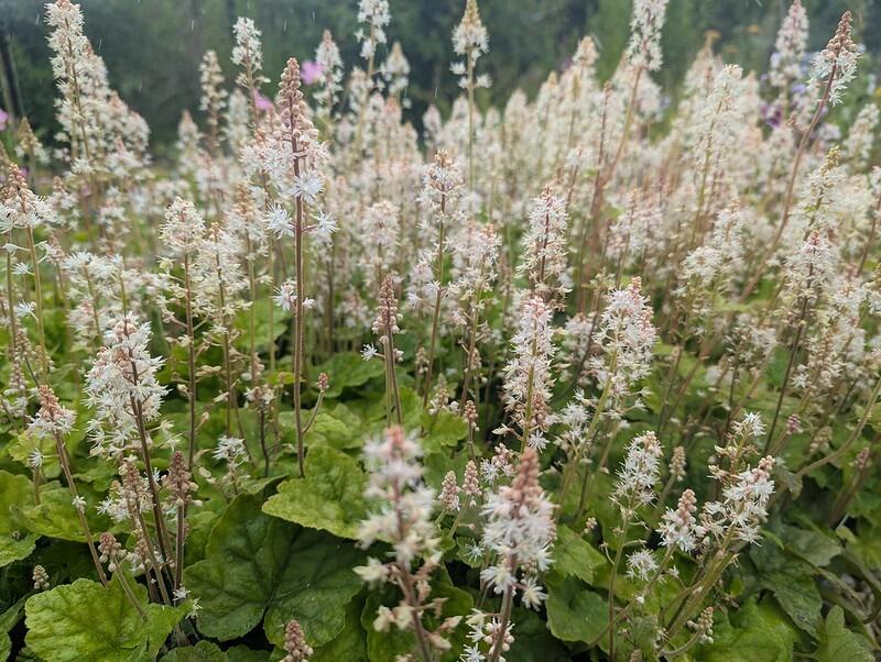 Tiarella wherryi (Foam Flower)