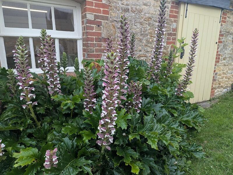Acanthus mollis (Bear's breeches)