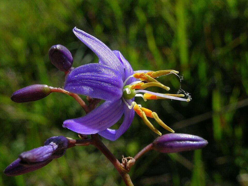 Dianella caerulea 'Cassa Blue' (Flax Lily)