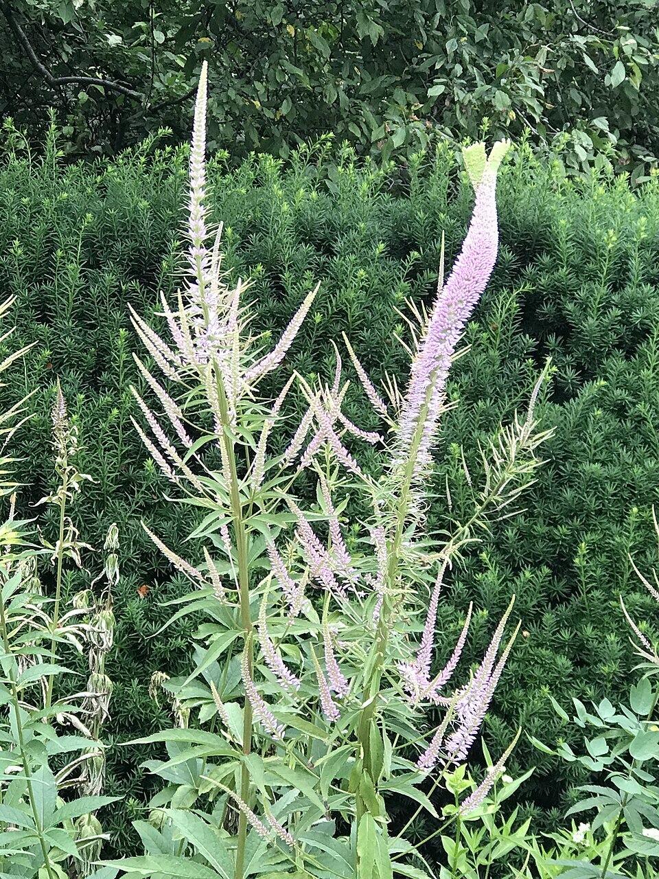 Veronicastrum sibiricum (Siberian Culver's Root)