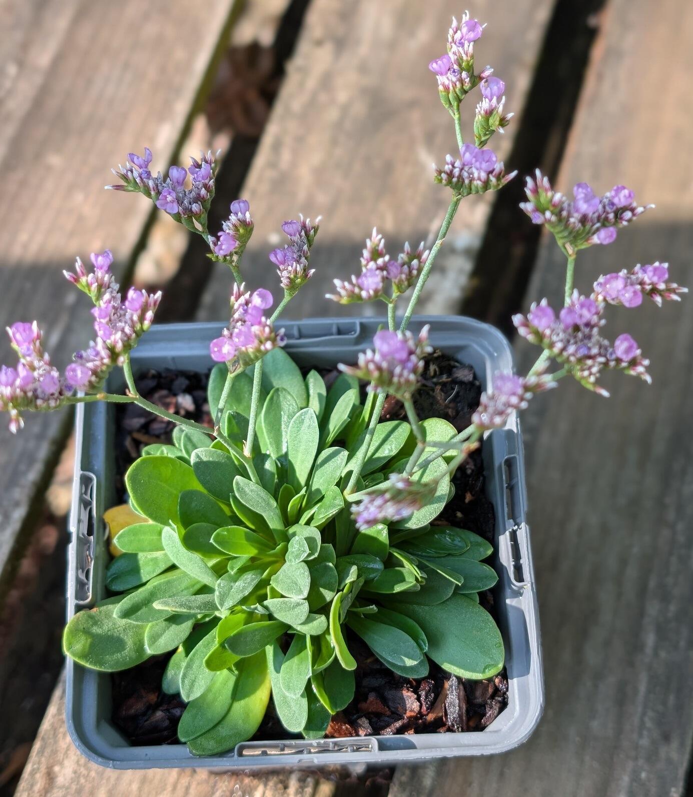 Limonium britannicum (Rock Sea Lavender)
