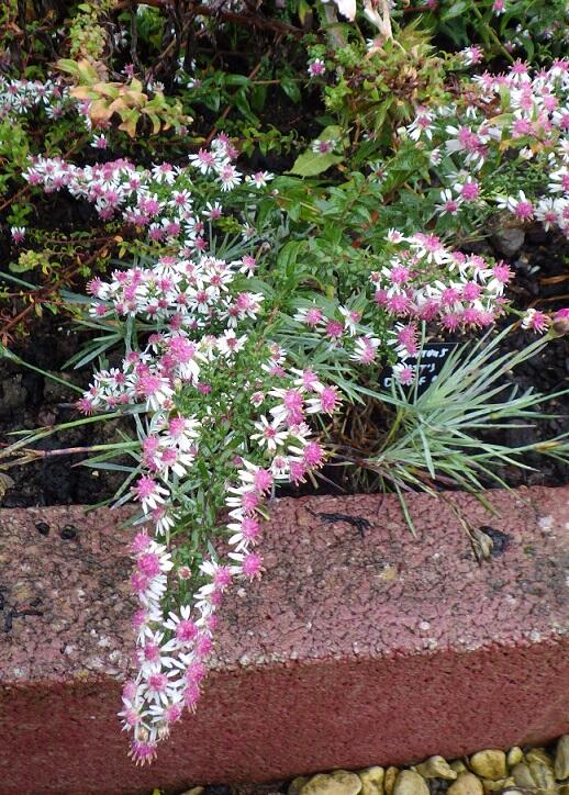 Aster lateriflorus var. horizontalis