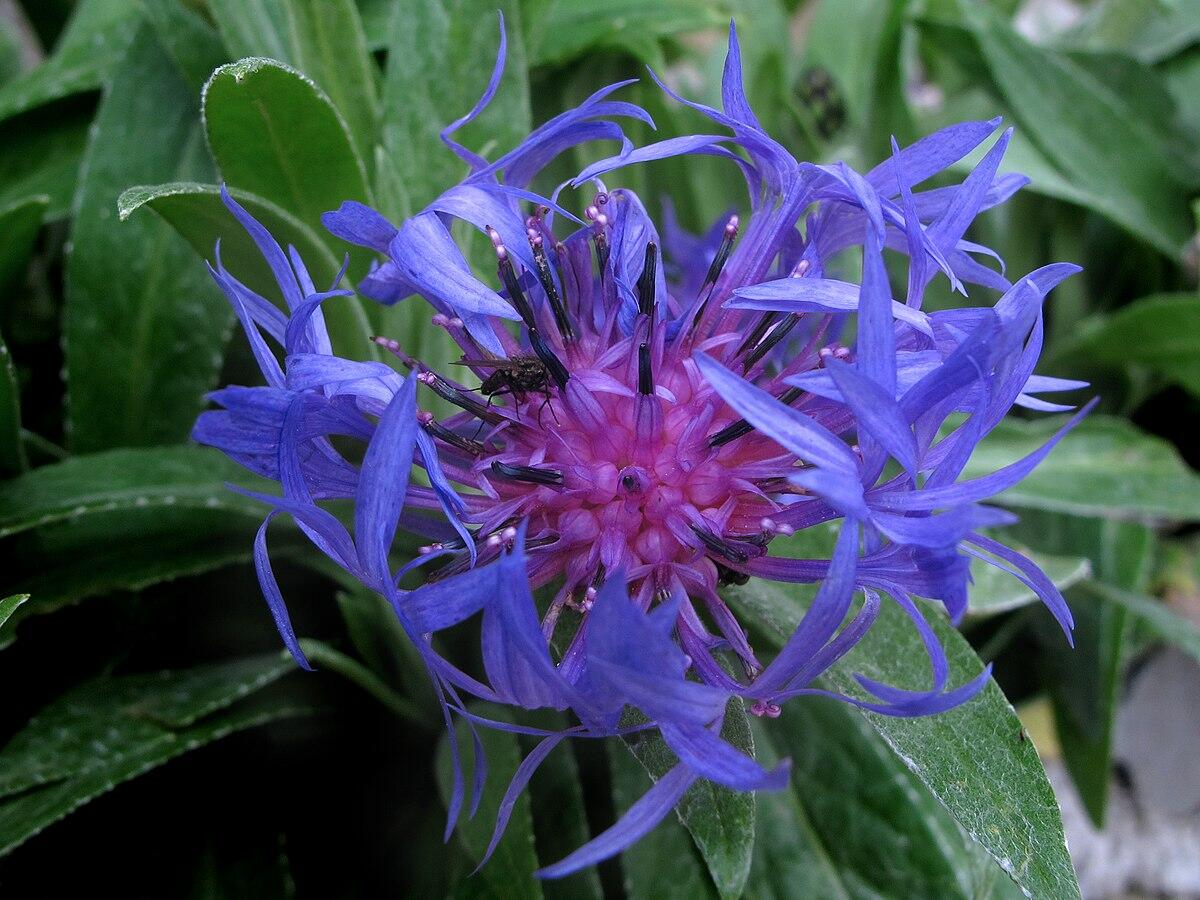 Centaurea montana (Perennial Cornflower)